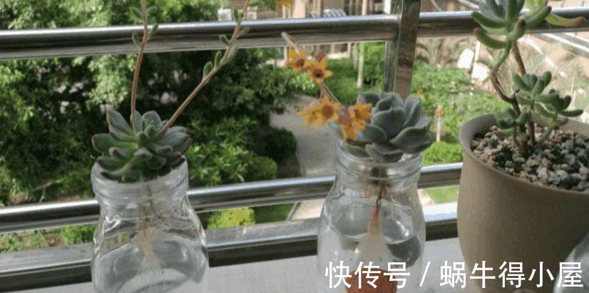 土培|水培养多肉该注意的地方