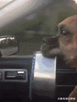 |搞笑GIF趣图:别以为鸡好欺负?真发起威来比狗还厉害