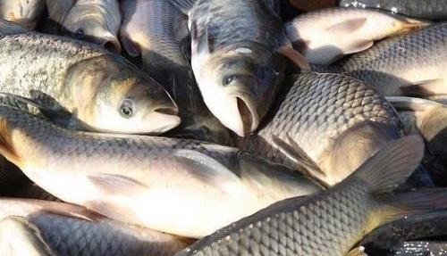 内行人|买鱼时,内行人从不买这5种鱼,浪费钱还没营养,老板自己都不吃