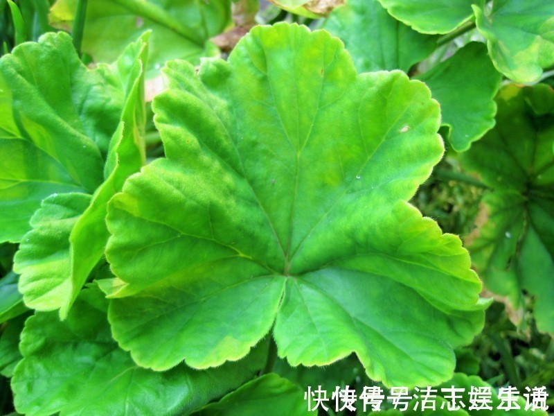 桃花|下个月初,缘分和桃花即刻涌现,真爱靠近,余生幸福的四大生肖!