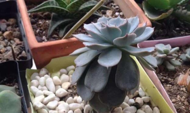 冬季温度|冬季室内养多肉,“3种水”尽量不要浇,才能不徒长,养出好状态