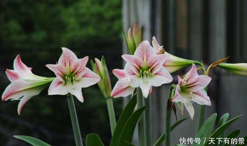 12月底买这5种花最合适,不仅能省钱,而且春节刚好开爆盆!