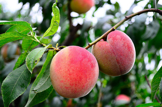 润肺|秋季常吃这3种水果可润肺防秋燥 桃子营养丰富