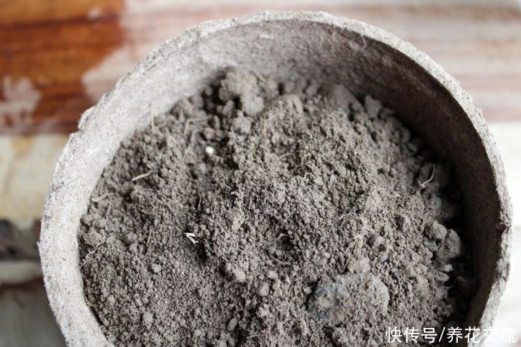 花盆|土壤结块,土面泛白,难怪植物会叶黄枯萎,教你一招轻松解决