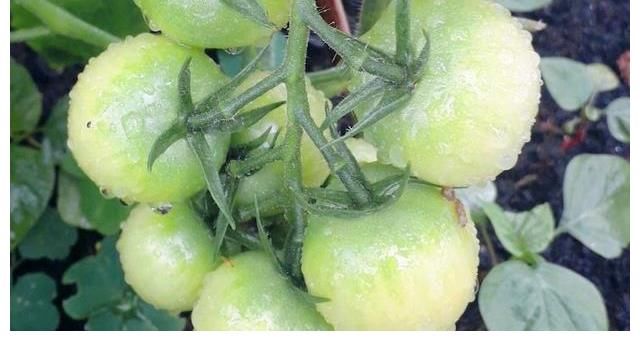 美食|王祖藍可真行，“做飯、種菜”樣樣都會，看他曬的美食，可真饞人