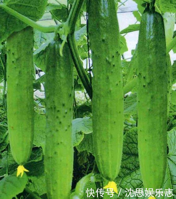 春冬|人到中年,推荐常吃三种食物,排毒养颜,增强体质