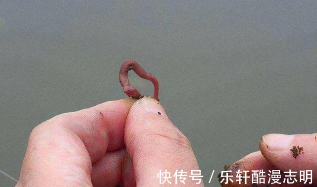冬季用蚯蚓作钓,牢记这3个原则,用好了渔获差不了