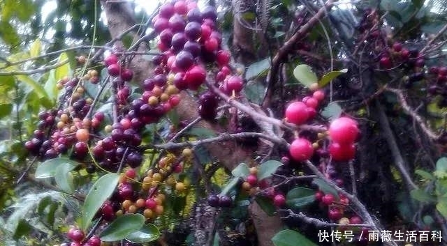 农村|农村常见的野果子,长相似樱桃,儿时当零食,今一斤50元抢着买