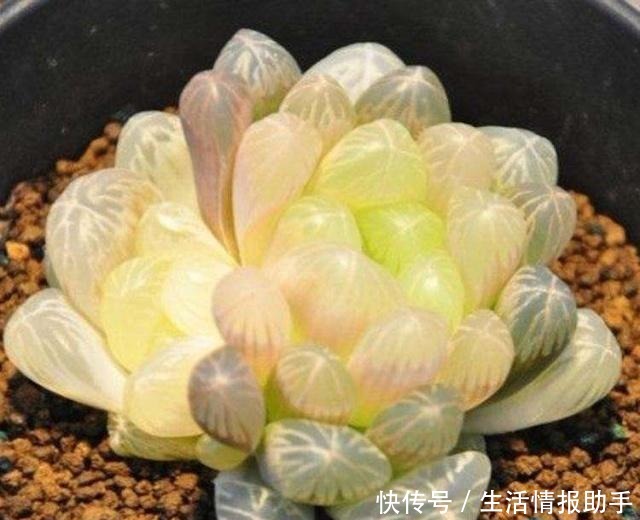 适合新手养的5种多肉,摆在阳台上,越长越美!