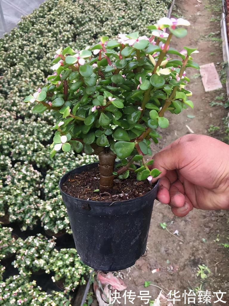 金枝玉叶总是养不活，那是你方法不对，这6种方法一定要学会