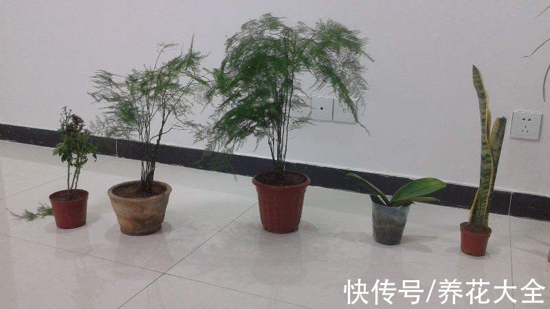 枯萎|找对地方捡花，买花钱能少一半，你都知道从哪捡花吗