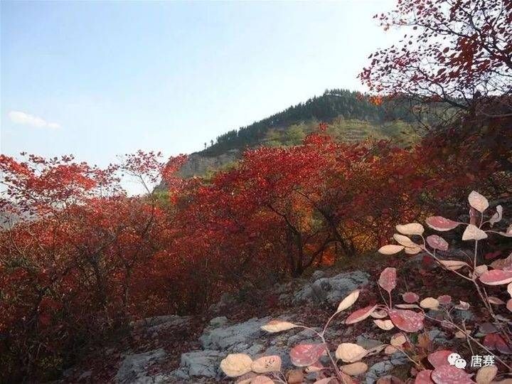 晏几道&青未了/仰天山红叶行