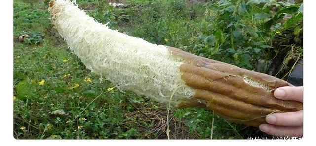 海绵|刷碗布、老丝瓜别扔了,垫在花盆底,叶子油亮,根系健康!