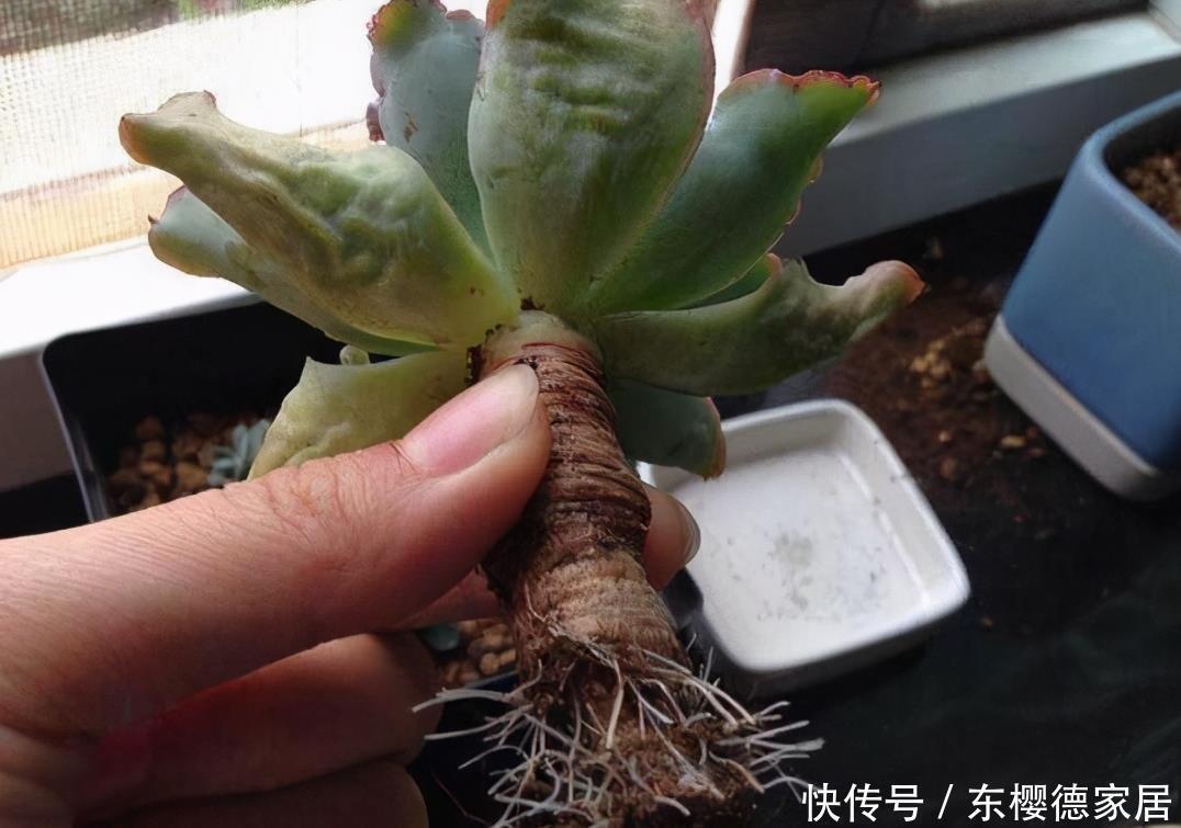 根系|多肉要“死翘翘”?先给你3个“信号”,看不明白?就没救了