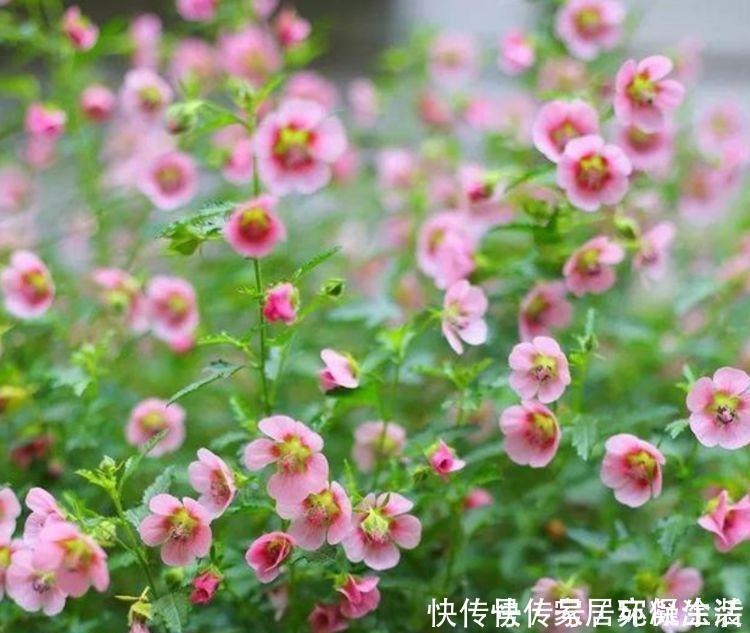 种花|4种花,美得“倾国倾城”,妖艳妖娆,层层交叠,烂漫迷人眼