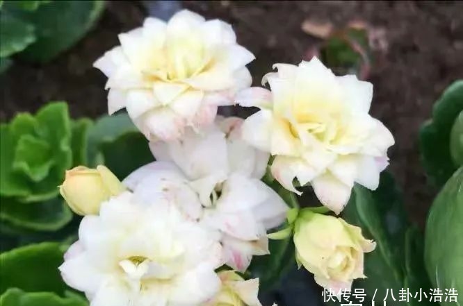 花期|45种长寿花，个个都是高颜值，家里养几盆，美得移不开眼