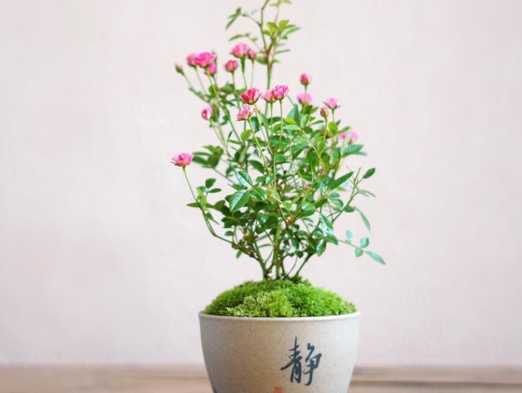 植株不过30公分,多季节重复开花,网红“超微月季”是啥品种?