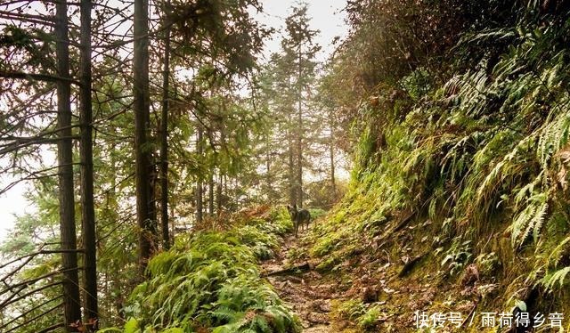 歙县的这个高山村子，满山的橘子随便吃，你知道是哪里吗