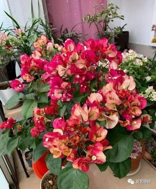 两种“促花水”，给三角梅、蟹爪兰用一勺，开花爆盆，又美又仙