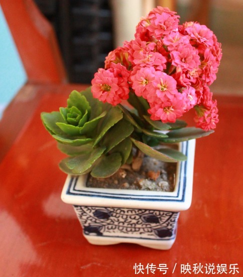 种花|家里人最适合养的3种花,不仅寓意好,而且长得好,花友都会喜欢