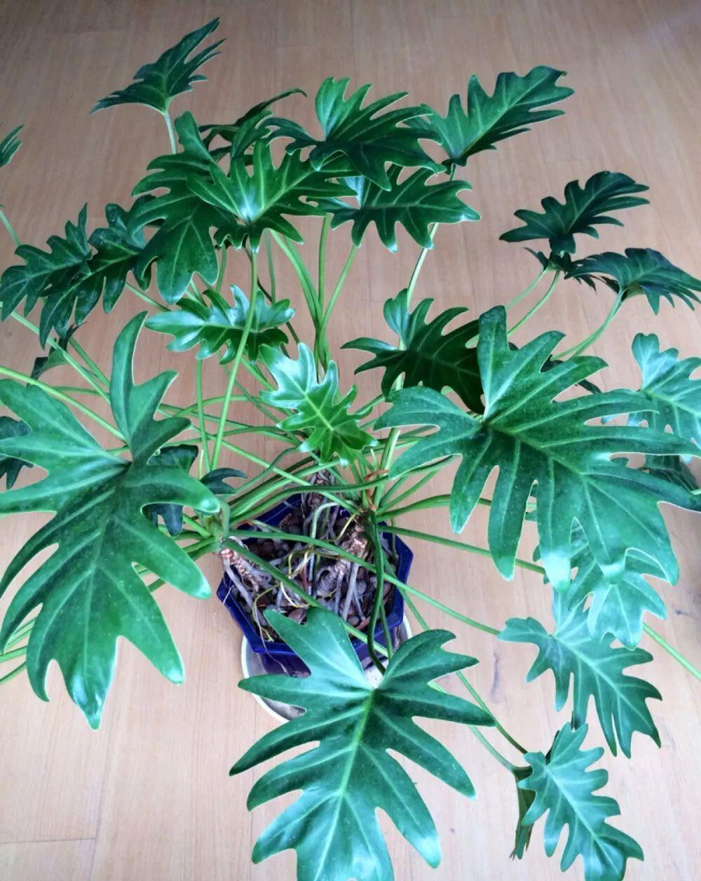 春羽|种健康花，家里养一盆，格调高寿命长，干净，健康，运气好