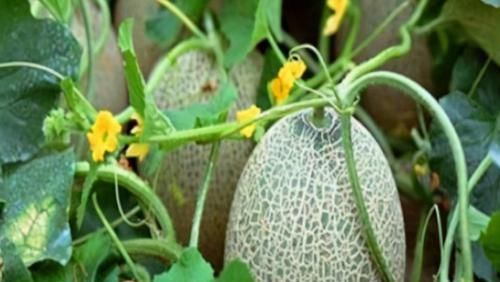 超市最常见的3种食物，美容养生、滋润肌肤，爱吃就赚了！