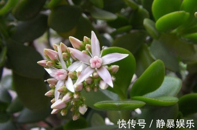 玉树开花不只需要时间这么简单,这3个条件不满足,开花都是空谈