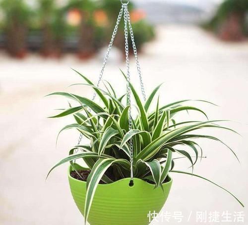 厨房油烟大?这6种绿植吸油烟,长得旺,环境清新又健康!