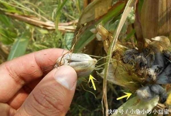 这些玉米长满了“灰色脓包”,但农夫看到却开心不已纷纷抢着要