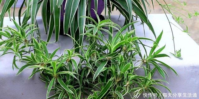 春季养吊兰,不必换盆,只用1个“方法”,叶子宽又绿,长爆盆!