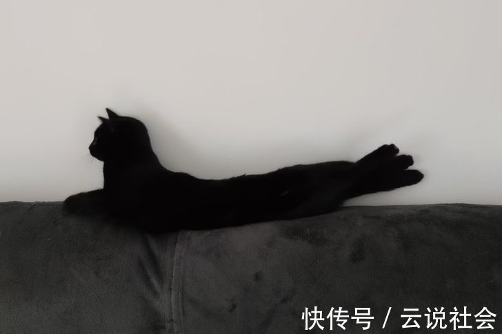 宠物|姿势比人类还专业？20个「宠物做瑜伽」的爆笑瞬间