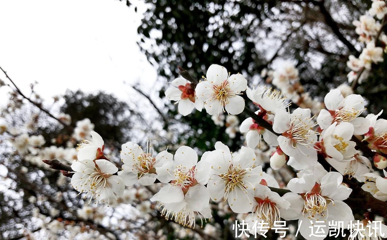 养花试试这几款，花朵凌寒而开，清新超俗的美