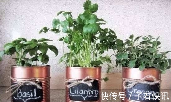 自制|你还在花钱买花盆吗?别买了,自制花盆,比买的好看的多了