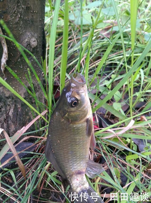 野钓小技巧浮漂做一个小改动,惊鱼几率大降