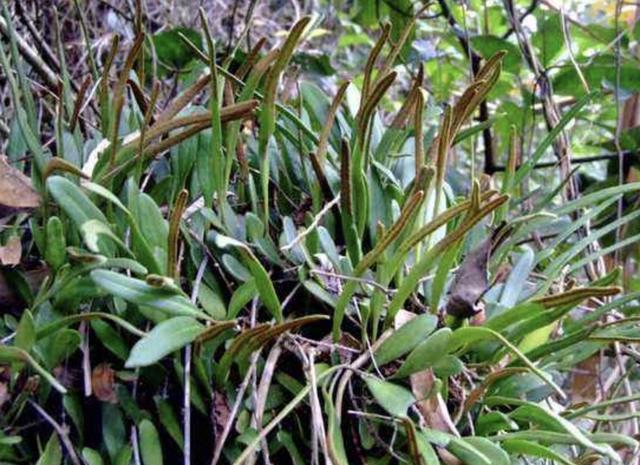 在湿润的岩石上,看到1种“石苇”,请珍惜,并不是野草,珍贵!