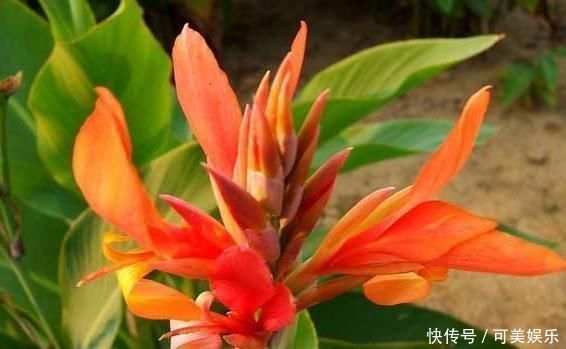 花友|家里3种花最怕“干”，放在厕所养，一盆比一盆旺，还能去异味
