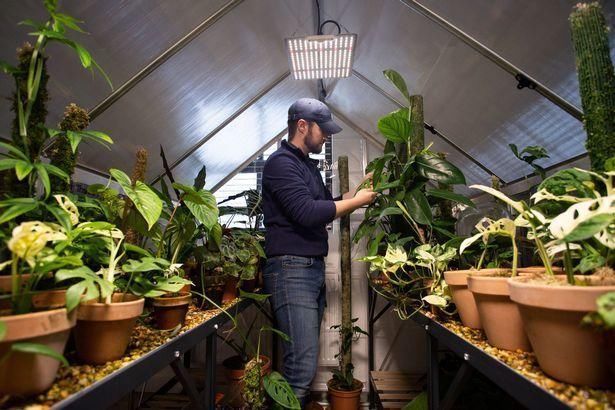 温室|英国宅男将客厅打造成丛林,其中一棵“摇钱树”每片叶子10万元