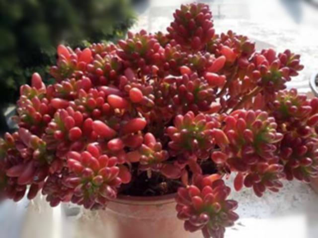 这三种红色系多肉,颜色鲜艳,十分好养,有的还很爱生娃娃