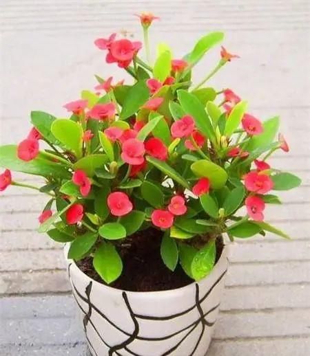 这几种花越养越上瘾，简直是爱花人的福音