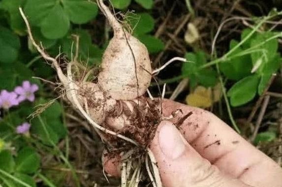 三叶酸|它叫三叶酸，很多人只摘叶吃，却不知地下藏“水晶萝卜”，吃过吗