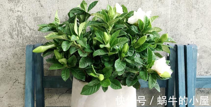 植物|都说养花该多修剪，但这3种植物，夏季剪多了反而不开花