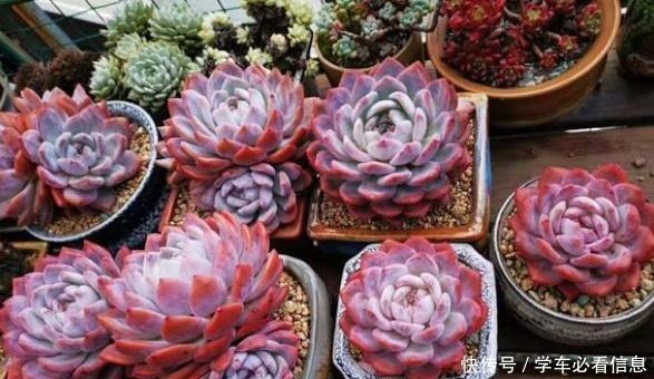 阳台养多肉,记住“4要点”,照样养出美美的多肉!