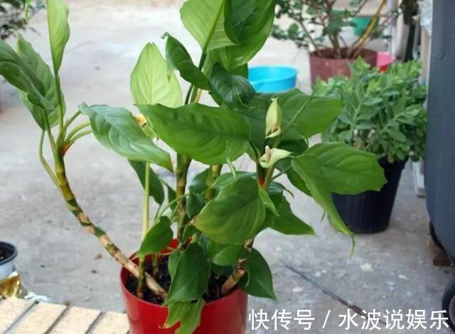 薄荷花|卫生间、浴室异味大咋办别再喷洒香水遮掩，放上它们就够了