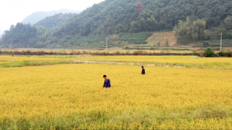 环保|千岛湖水源地大米推“猫晚联名款”