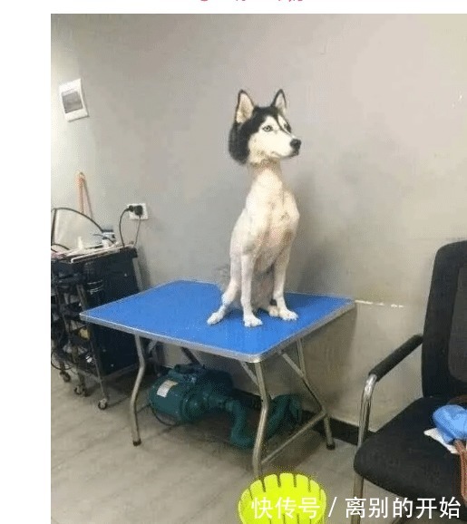 孩子|生孩子会影响夫妻关系吗评论让你笑的肚子疼!