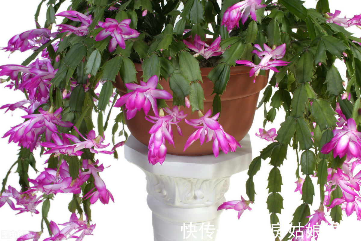 “馋嘴”的蟹爪兰,就喜欢2种酸,浇1点蹭蹭长,花期早开花多