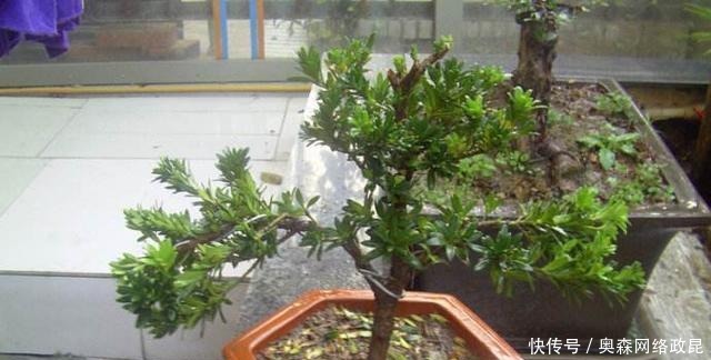 扦插|种棵罗汉松,招财又长寿,嫌太贵自己种,一根枝条就能活!