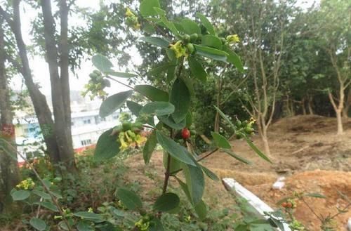 草药|这野草很像人参,农民当杂草除掉,殊不知是皇帝常用的“鬼辣椒”