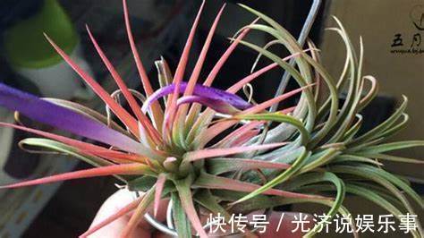 摆放|养花试试这几款,颜值高,寓意好,非常适合摆放在客厅或书房