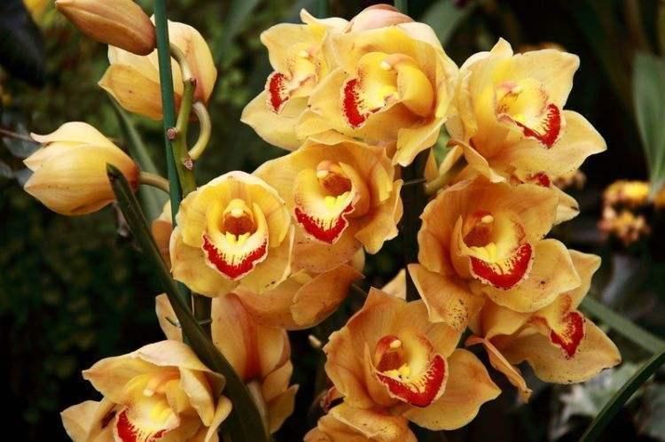 花卉|这5种花看着只能养一年，其实花期长，能养好几年，年年能开花